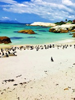 Boulders Beach Cape Peninsula South Africa